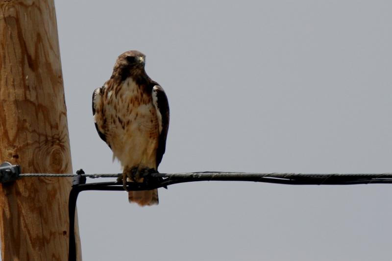 Red-tailed Hawk FtDavis Aug08 134.jpg